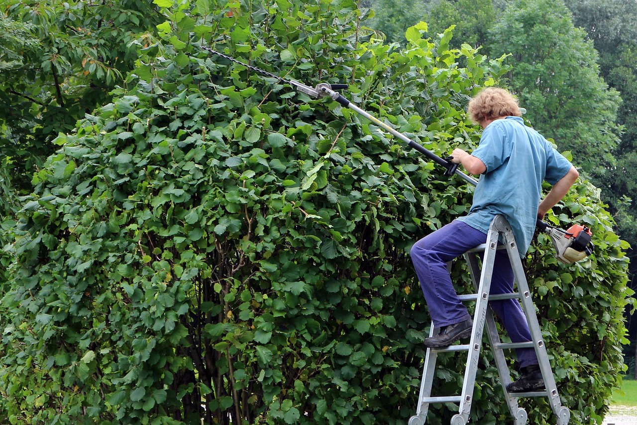 landscaper, gardener, workers, garden, hedge, to cut, trimming, gardening, person, man, individually, hedge cutter, green stuff
